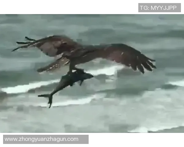 鹰部与南部鲨鱼的激烈对决谁能在赛场上笑傲群雄 鹰部与南部鲨鱼的激烈对决谁能在赛场上笑傲群雄